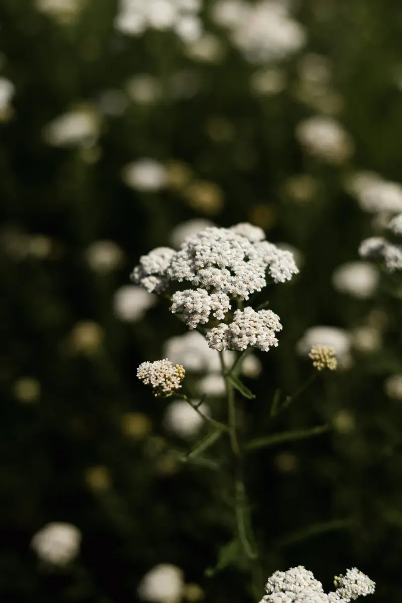 Dix Hectares — 8