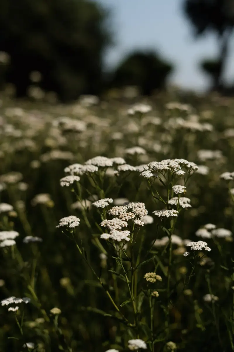 Dix Hectares — 14